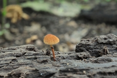 Phaeomarasmius proximans