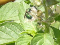 Ceratina smaragdula