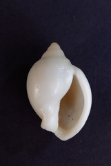 Semicassis semigranosa