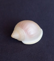 Semicassis semigranosa