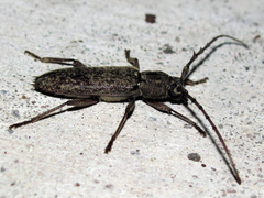 Elaphidion linsleyi