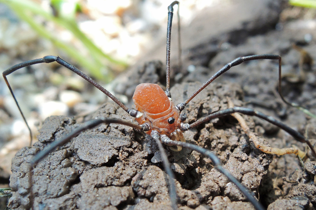 Leiobunum verrucosum