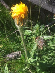 Hypochaeris uniflora