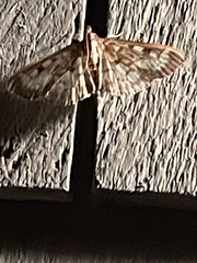 Anania tertialis