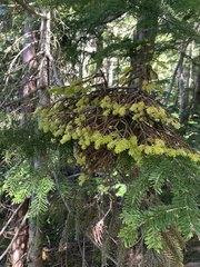 Chrysomyxa arctostaphyli