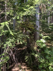 Chrysomyxa arctostaphyli