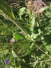 Hypochaeris uniflora