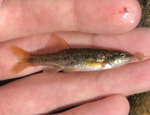 Speckled dace (Rhinichthys osculus) — Cyprinidae — 2