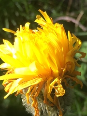 Hypochaeris uniflora