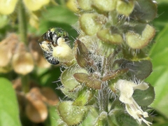 Ceratina smaragdula