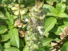 Ceratina smaragdula