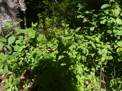 Agromyza valdorensis