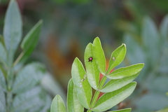 Synolabus nigripes