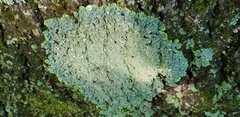 Punctelia missouriensis image