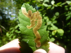 Agromyza valdorensis