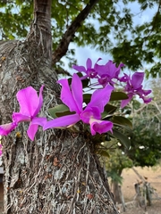 Cattleya nobilior