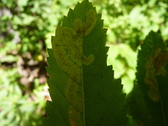 Agromyza valdorensis