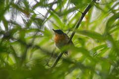 Cyornis sumatrensis