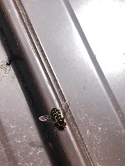 Lapposyrphus