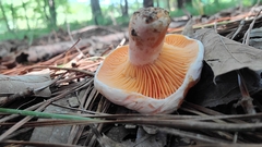 Lactarius salmoneus