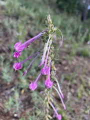 Ipomopsis macrosiphon