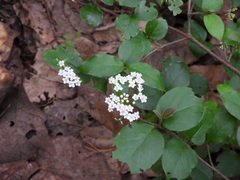Viburnum lautum