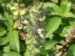 Ceratina smaragdula