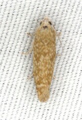 Pelochrista comatulana