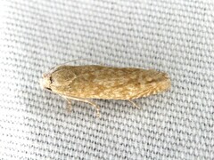 Pelochrista comatulana