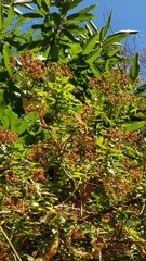 Hypericum glandulosum