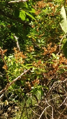 Hypericum glandulosum