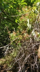 Hypericum glandulosum