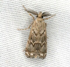 Prionapteryx indentella