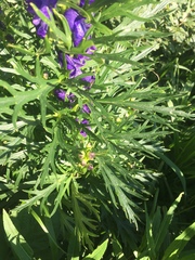 Aconitum tauricum