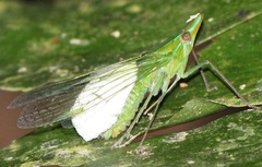 Epipyropidae