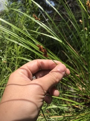 Carex scoparia
