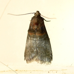 Acrobasis caryae