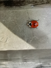 Coccinellini