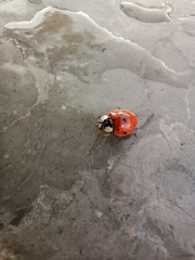 Coccinellini