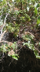 Hypericum glandulosum