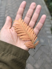 Metasequoia