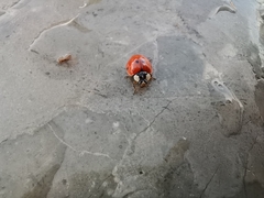 Coccinellini
