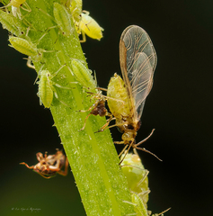 Cavariella pastinacae