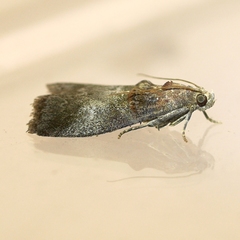 Acrobasis caryae