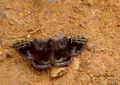 Caria stillaticia