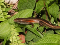 Eutropis lewisi