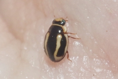 Hyperaspis annexa