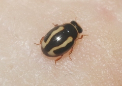 Hyperaspis annexa