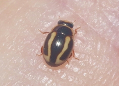 Hyperaspis annexa