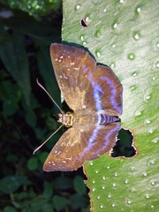 Quadrus contubernalis